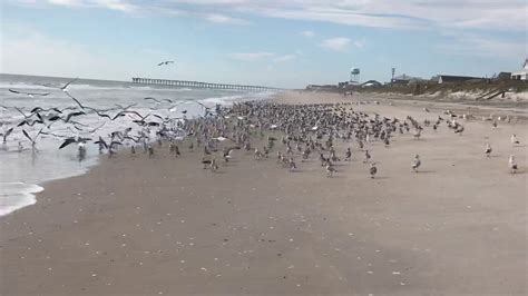 Topsail Island Birds Youtube