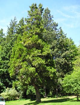 Incense Cedar WWU Tree Tour