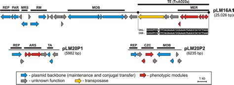 Linear Maps Showing The Genetic Structure Of The Circular Plasmids Download Scientific Diagram