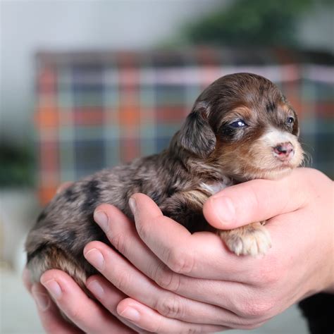 Paw Tale Puppies | Munchkin Bernedoodles | Popular New Breed