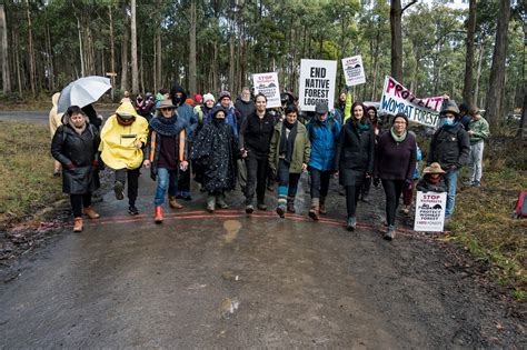 Win For The Forests Victorian State Government To End All Native Forest Logging By 2024