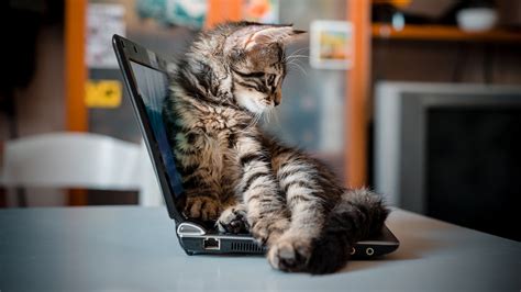 Why Do Cats Sit On Laptops Common Reasons Bettervet