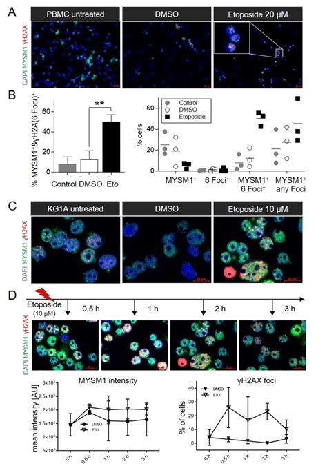 Mysm Colocalizes With H Ax Foci Upon Dna Damage Induction A