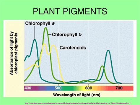 PPT - PLANT PIGMENTS PowerPoint Presentation, free download - ID:2227803