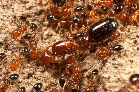 Southern Fire Ants Solenopsis Xyloni Bugguidenet