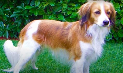 Kooikerhondje Dog Breed Information & Characteristics