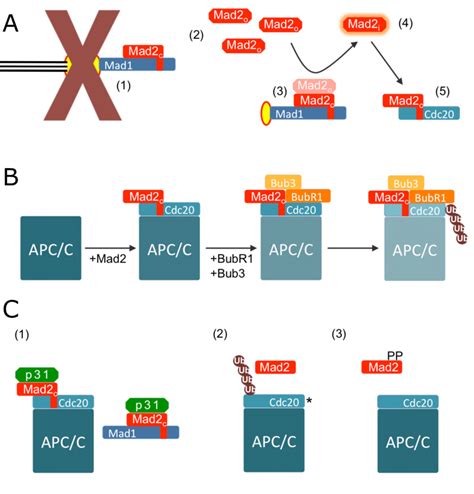 The Mitotic Spindle Assembly Checkpoint Sac A The Sac Template