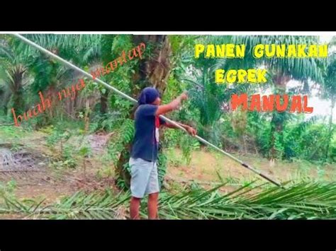 Panen Pohon Tinggi Gunakan Egrek Manual Dan Buah Nya Seperti Ini