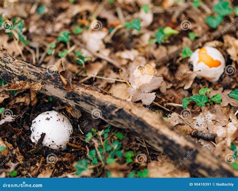 Cogumelo Raro Nas Madeiras Na Grama Amanita Caesarea Kesar Imagem De