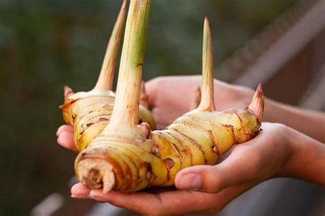 How To Plant And Grow Galangal Gardeners Path