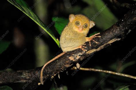 Baby Western Tarsier, Malaysia - Stock Image - F031/9179 - Science Photo Library