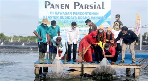 Panen Lagi Tambak Klaster Udang Vaname Di Aceh Tamiang Moment Update