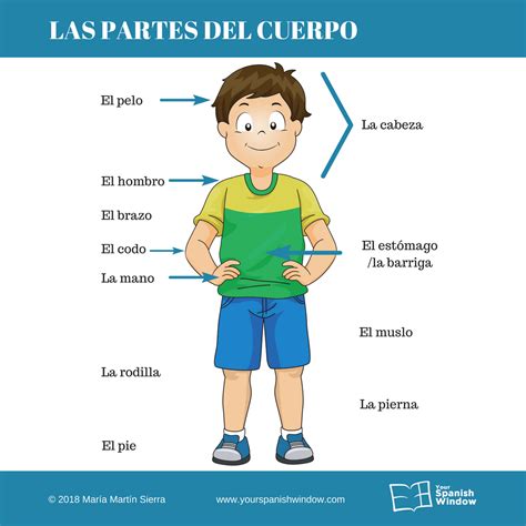 Partes Del Cuerpo En Espanol