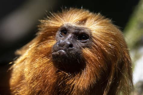 Once nearing extinction, Brazil's golden monkeys have rebounded from ...