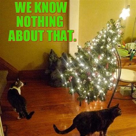 31 Most Hilarious Cat Christmas Tree Memes 2024 Of All Time Happy