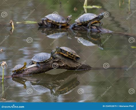 Red-eared Slider Turtles Basking on Logs in a Pond. Stock Image - Image of coldblooded, animal ...