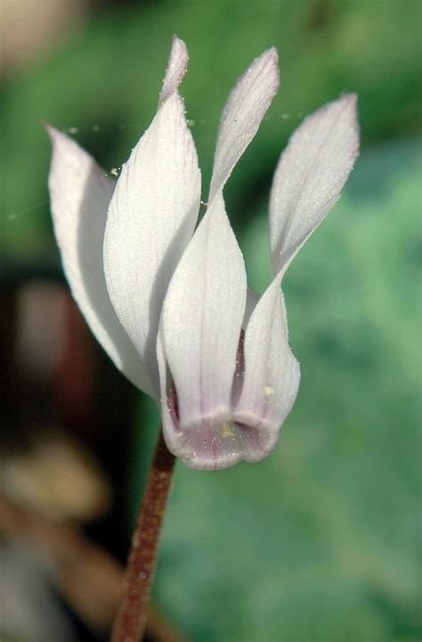 Cyclamen Balearicum Willk Pluscalvià Toda La Oferta Cultural Y Natural