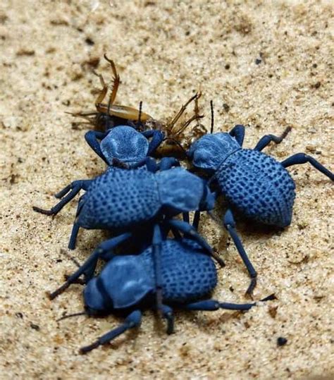 Assbolus Verrucosu Blue Death Feigning Beetles Isopod World