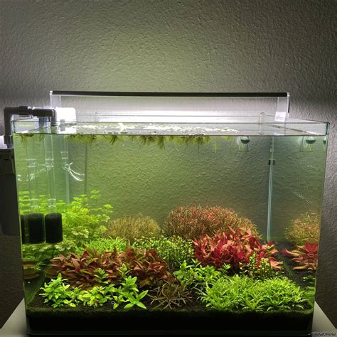 Nano Dutch Style Aquascape Flowgrow Aquascape Aquarium Database