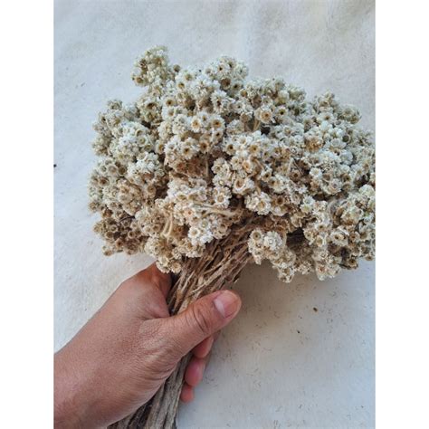 Jual Dried Flower Edelweis Harga Per 1 Tangkai Bunga Abadi Bromo