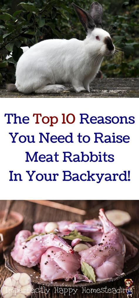 10 Reasons You Need To Raise Backyard Meat Rabbits Meat Rabbits