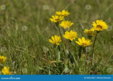 Margaridas Amarelas No Selvagem Foto De Stock Imagem De Exterior