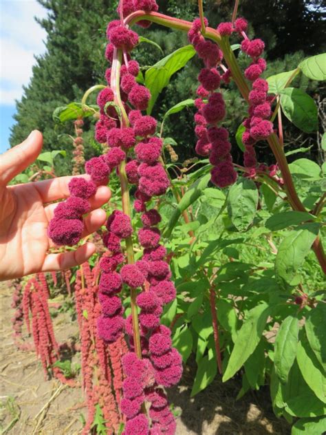 Amarantes Queue De Renard Mix SEMENCES Le Potager Ornemental De Catherine