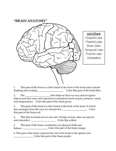 Nervous System Review Worksheet Answers 2nd Grade Worksheets Brain Anatomy Nervous System Lesson