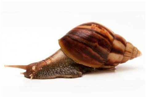 Achatina Fulica Giant African Land Snails Care Guide