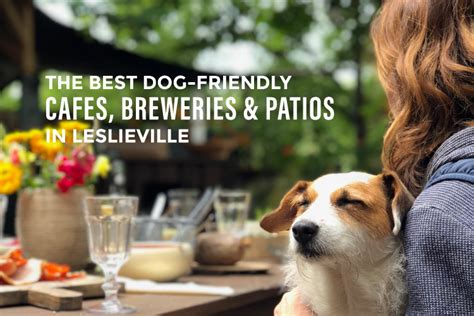 The Best Dog Friendly Cafés Breweries And Patios In Leslieville Toronto