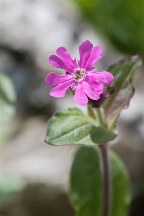 Silene Dioica Antonio Furingo Giardinosaussurea Flickr