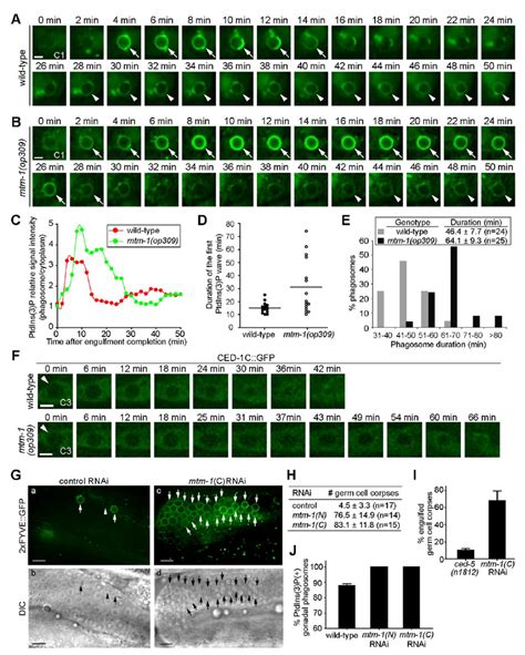 MTM 1 Promotes The Turnover Of Phagosomal PtdIns 3 P And Is Essential