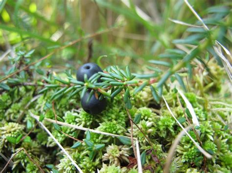 Crowberry Awes Agroforestry And Woodlot Extension Society Of Alberta