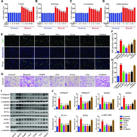 Plumula Nelumbinis Attenuated Hypoxia Induced Proliferation And