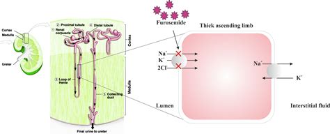 Furosemide - Drugs Details