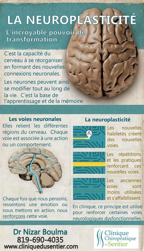 Neuroplasticity Neuroplasticit Brain Cerveau Clinique