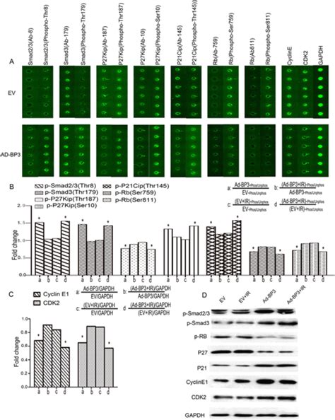 Overexpression Of Igfbp Regulated The Expression And Phosphorylation