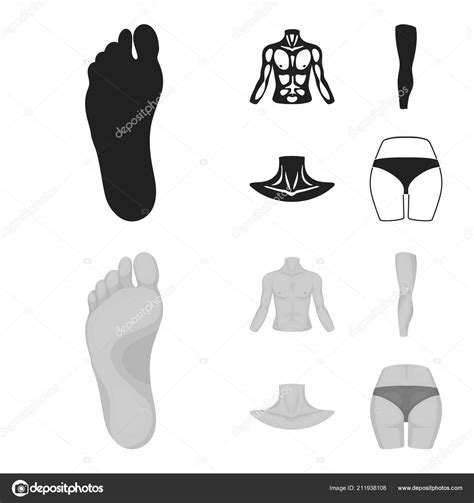 Torso Leg Neck And Buttocks Body Parts Set Collection Icons In Black