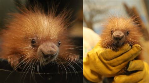 Stone Zoo Welcomes Baby Porcupine as Its Newest Resident – NBC Boston