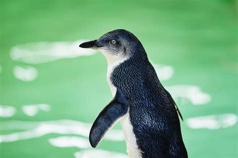 Penguin Island Discovery Centre