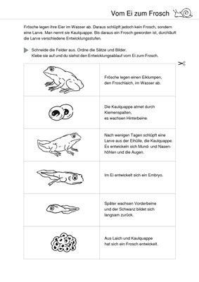 Entwicklung Eines Frosches Vom Ei Zum Frosch Verlage Der Westermann