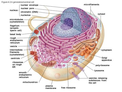 Animal cell vesicle function