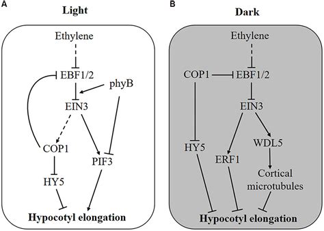 Frontiers Integration Of Ethylene And Light Signaling Affects