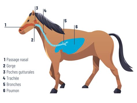 Alles über das Atmen des Pferdes Global Medics