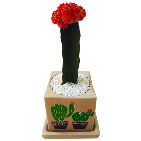 Chin Cactus In A Hand Painted Pot Flowers By Jack Koh Samui Florist