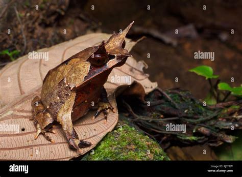 A Malayan Horned Frog Megophrys Nasuta On The Forest Floor At Night