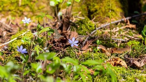 Przylaszczka Pospolita Hepatica Nobilis Mill Rosn Ca W Lesie Posters