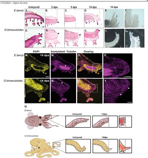 Figure 1 from Comparison of Blastema Formation after Injury in Two ...