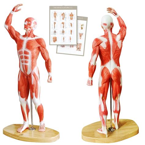 Buy EVOTECH Human Muscle Model 20 Miniature Muscular System Model