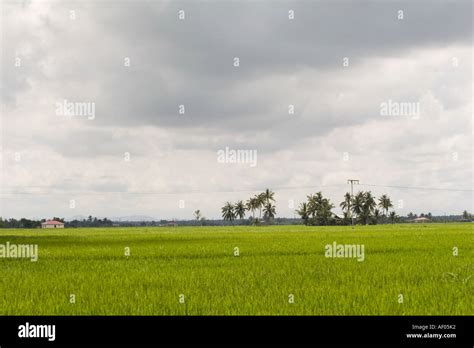 Padi Fields In Sekinchan Malaysia Stock Photo Alamy